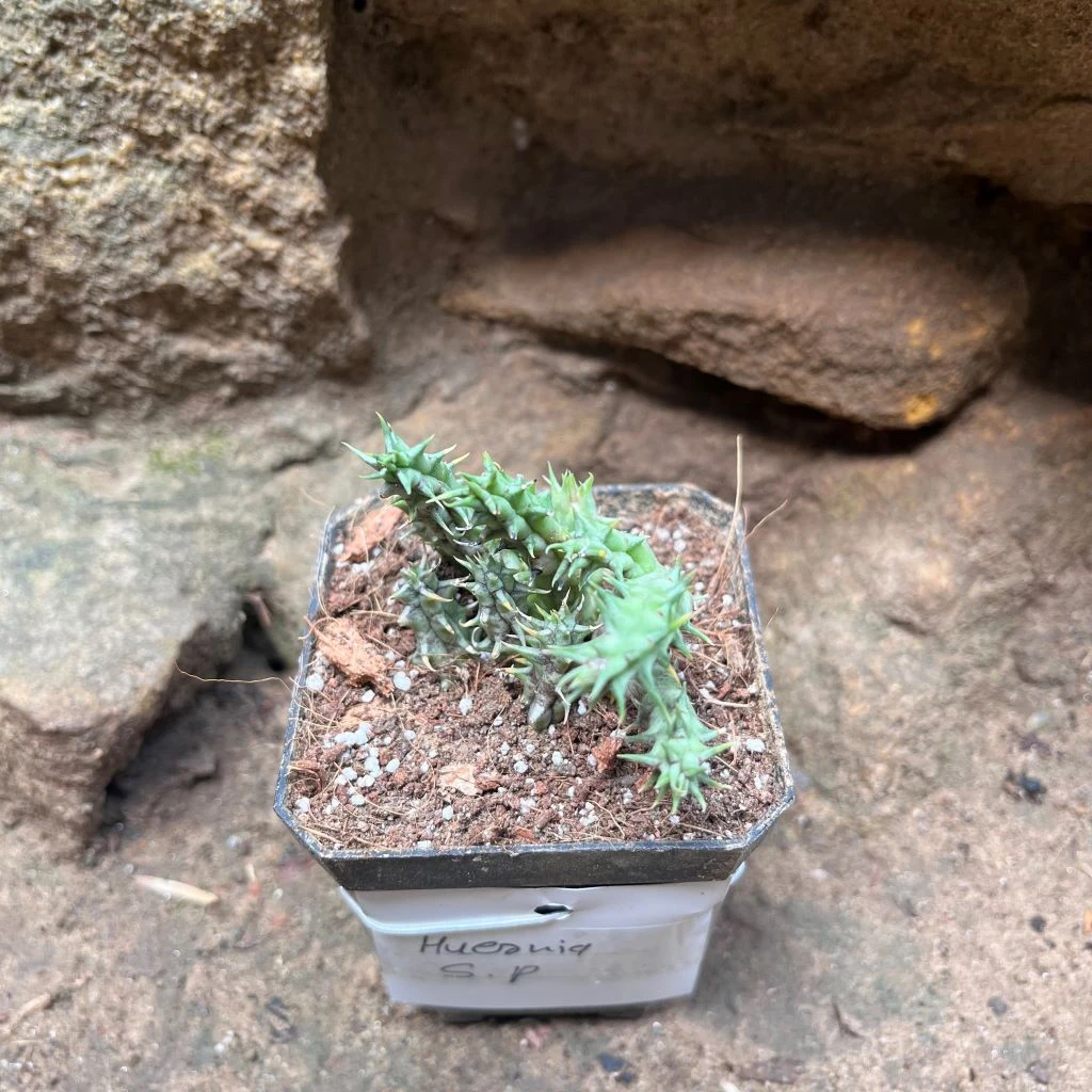 Huernia SP Succulent Plant 2 Huernia SP Succulent Plant - Image 2