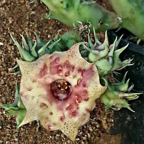 Huernia SP Succulent Plant