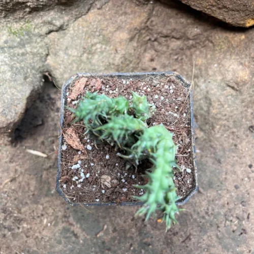 Huernia SP Succulent Plant 7 Huernia SP Succulent Plant -Plant Life Decor Shop HuerniaSP