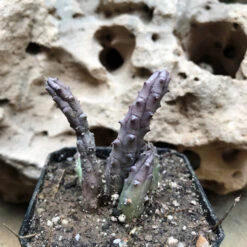 Huernia Tanganyikensis Succulent Plant -Plant Life Decor Shop HuerniaTanganyikensis 2