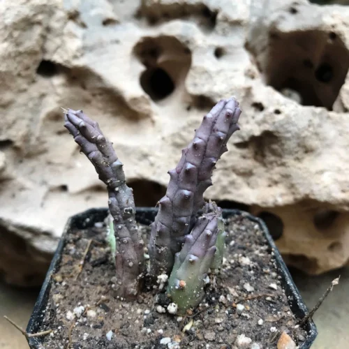 Huernia Tanganyikensis Succulent Plant -Plant Life Decor Shop HuerniaTanganyikensis 2