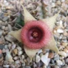Huernia Tanganyikensis Succulent Plant