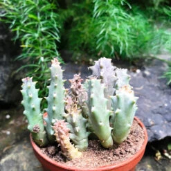 Huernia Quinta Succulent Plant -Plant Life Decor Shop Huernia Quenta 3