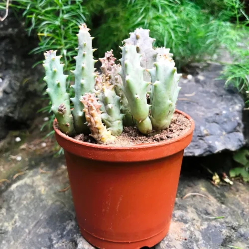 Huernia Quinta Succulent Plant 7 Huernia Quinta Succulent Plant -Plant Life Decor Shop Huernia Quenta 4