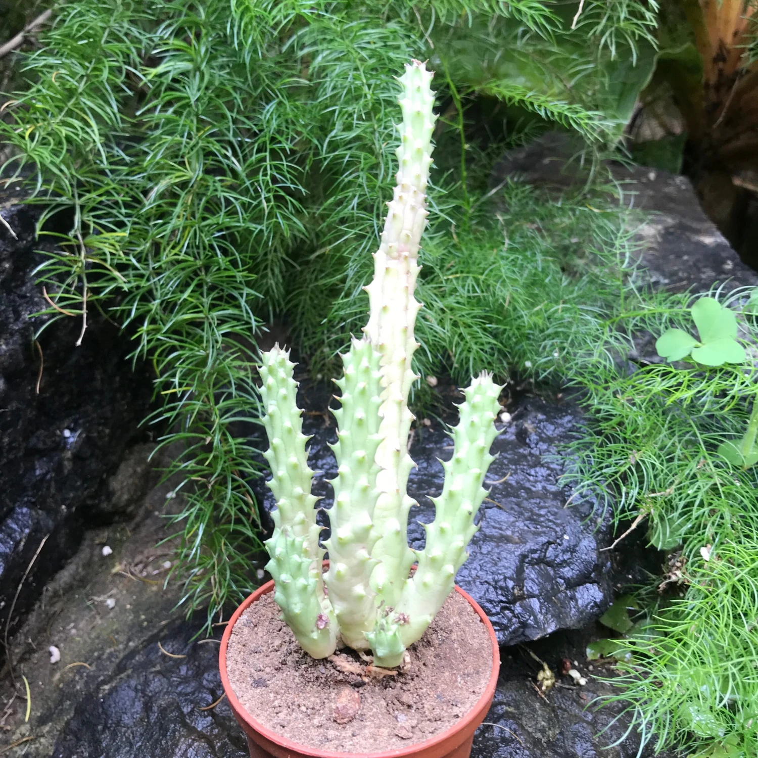Huernia Schneideriana Succulent Plant 2 Huernia Schneideriana Succulent Plant - Image 2