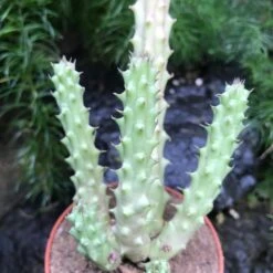 Huernia Schneideriana Succulent Plant 6 Huernia Schneideriana Succulent Plant -Plant Life Decor Shop Huernia Schneideriana 2