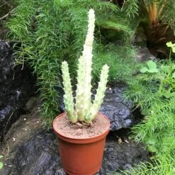 Huernia Schneideriana Succulent Plant 7 Huernia Schneideriana Succulent Plant -Plant Life Decor Shop Huernia Schneideriana 3