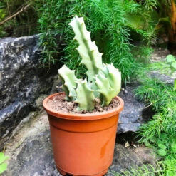 Orbea Melanantha Succulent Plant -Plant Life Decor Shop Huernia Schneideriana 5 a8b9a126 a538 4339 afd3 954079b59989