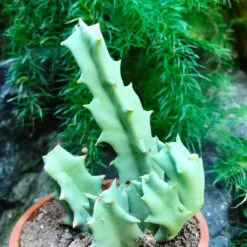 Orbea Melanantha Succulent Plant -Plant Life Decor Shop Huernia Schneideriana 6 8a7e198e c79c 4807 aa5f 89671ba478cb