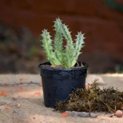 Huernia Levyi Plant Succulent Plant -Plant Life Decor Shop Huernia levyi 1