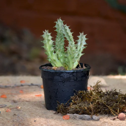 Huernia Levyi Plant Succulent Plant 5 Huernia Levyi Plant Succulent Plant -Plant Life Decor Shop Huernia levyi 1