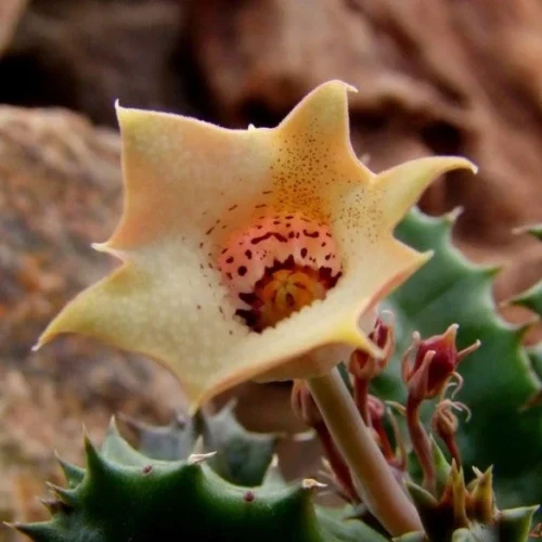 Huernia Quinta Succulent Plant