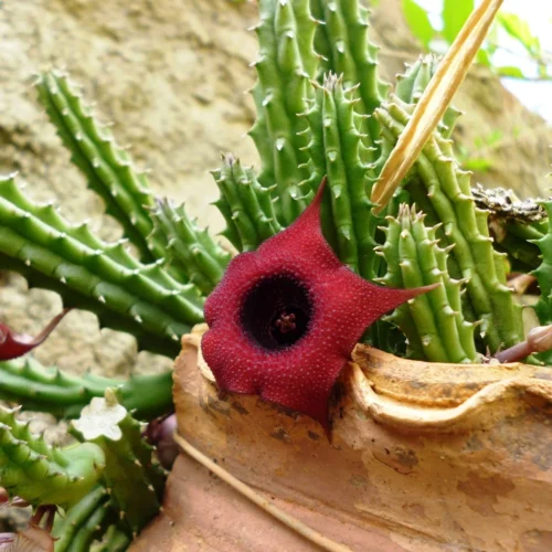 Huernia Schneideriana Succulent Plant