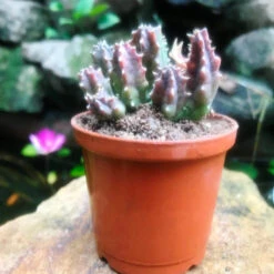 Huernia Insigniflora Plant Succulent Plant -Plant Life Decor Shop Huerniazebrinasubs.insigniflora 2