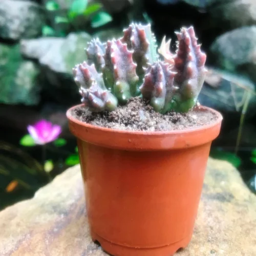 Huernia Insigniflora Plant Succulent Plant -Plant Life Decor Shop Huerniazebrinasubs.insigniflora 2