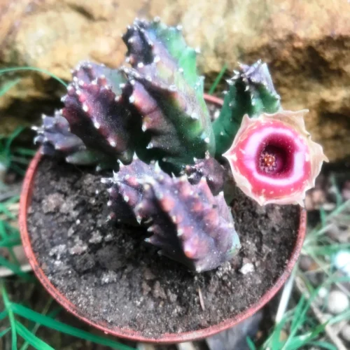 Huernia Insigniflora Plant Succulent Plant -Plant Life Decor Shop Huerniazebrinasubs.insigniflora 3