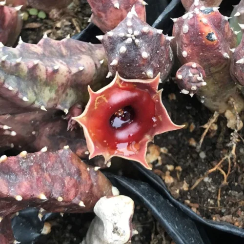 Huernia Insigniflora Plant Succulent Plant -Plant Life Decor Shop Hurnia