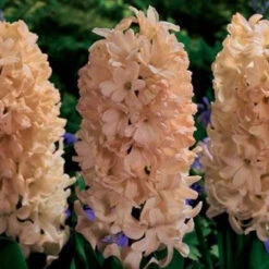 Hyacinth ‘Apricot Passion’ (Bulbs)
