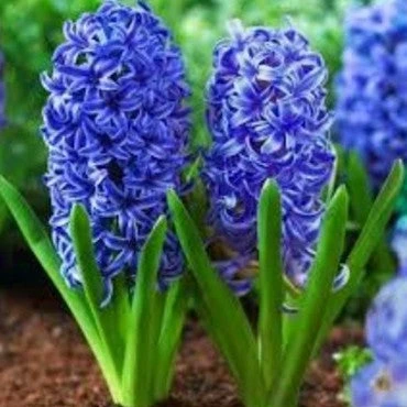 Hyacinth ‘Blue Jacket’ (Bulbs) 1 Hyacinth ‘Blue Jacket’ (Bulbs)
