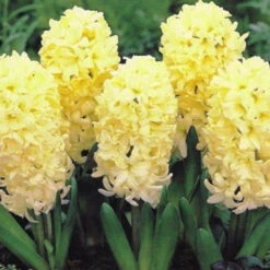 Hyacinth ‘City Of Haarlem’ (Bulbs)