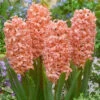 Hyacinth ‘Gypsy Queen’ (Bulbs)