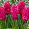 Hyacinth ‘Jan Bos’ (Bulbs)