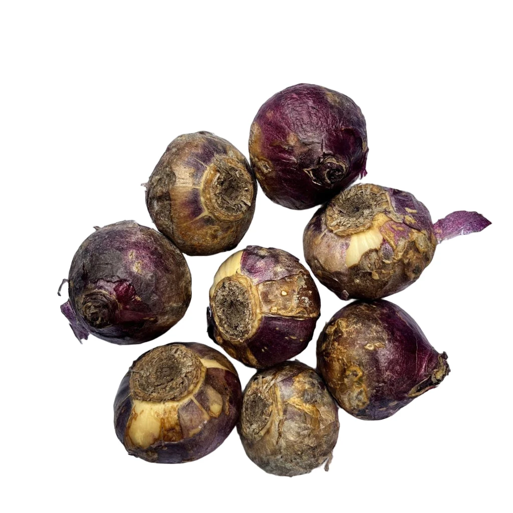 Hyacinth ‘Apricot Passion’ (Bulbs) 2 Hyacinth ‘Apricot Passion’ (Bulbs) - Image 2