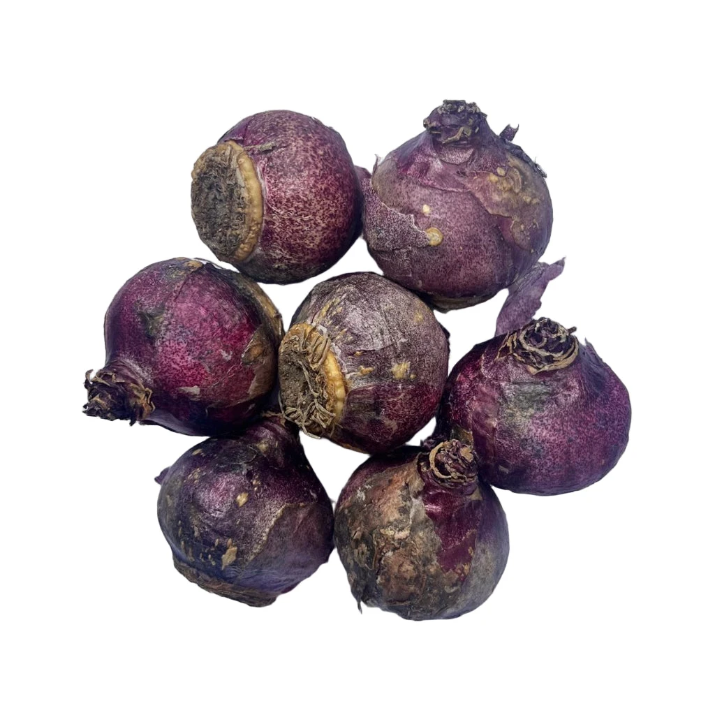 Hyacinth ‘Jan Bos’ (Bulbs) 2 Hyacinth ‘Jan Bos’ (Bulbs) - Image 2