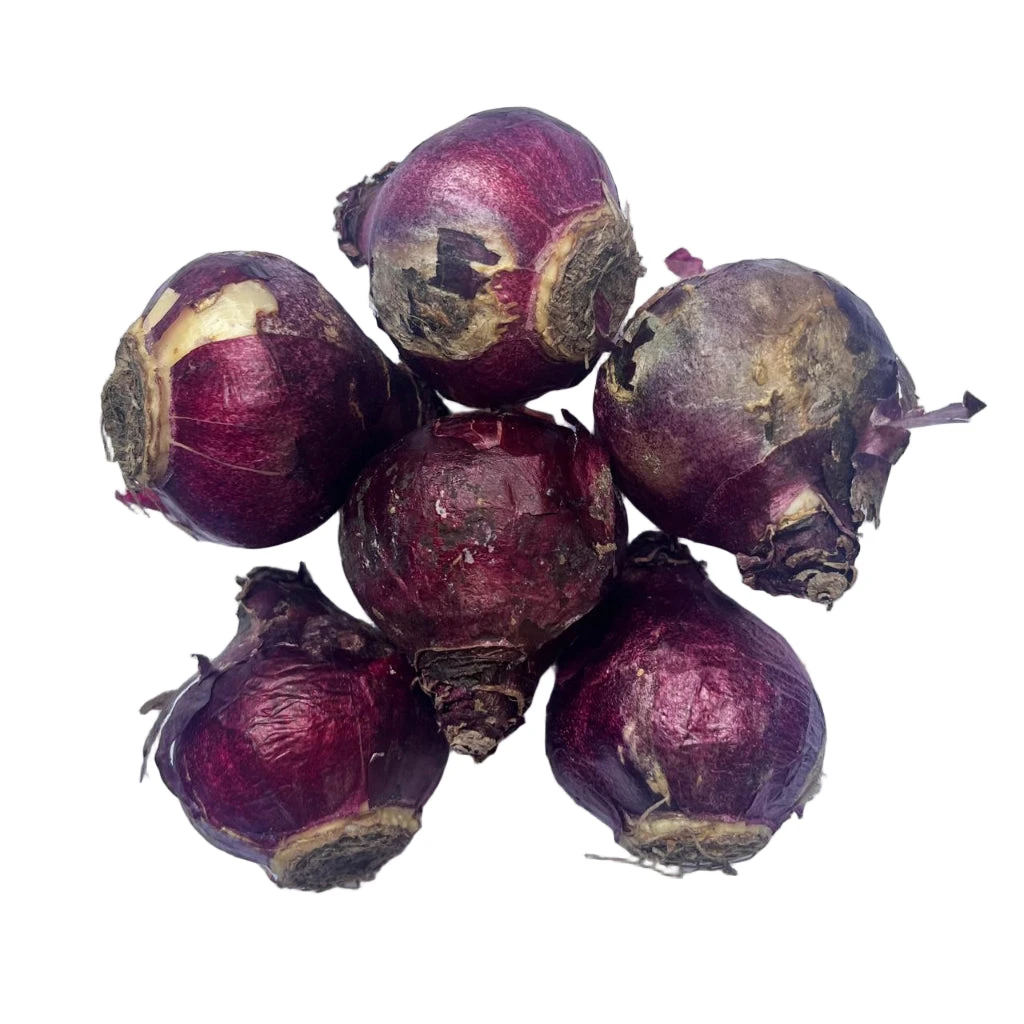 Hyacinth ‘Blue Jacket’ (Bulbs) 2 Hyacinth ‘Blue Jacket’ (Bulbs) - Image 2