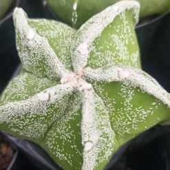 Astrophytum Cv. Haku Jo Cactus Plant
