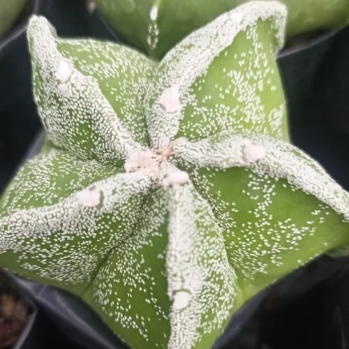 Astrophytum Cv. Haku Jo Cactus Plant