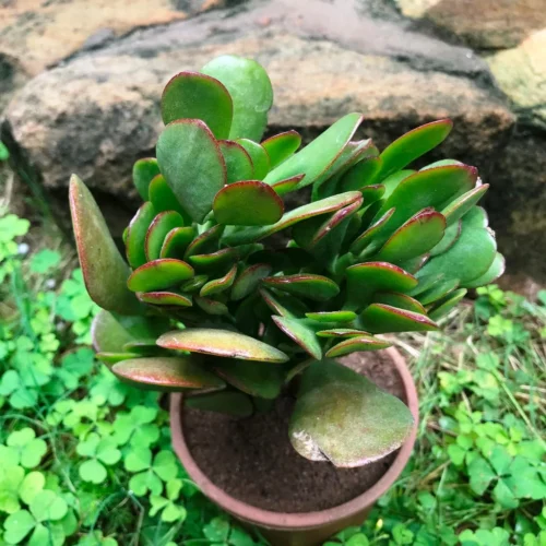 Crassula Ovata Succulent Plant 10 Crassula Ovata Succulent Plant -Plant Life Decor Shop IMG 0003 29f22eb5 f83f 4a25 adc5 e3c0c1b15638