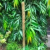 2 Ft Coco Pole For Kokedama
