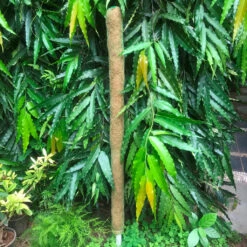 Coco Pole