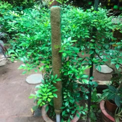 Coco Pole -Plant Life Decor Shop IMG 0072