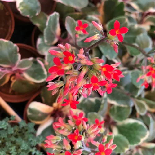 Kalanchoe Blossfeldiana Variegated Tricolor Succulent Plant