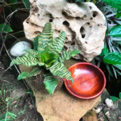 Kokedama Moss Ball Cryptanthus Blushing Zebra Plant -Plant Life Decor Shop IMG 0110