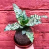Kokedama Moss Ball Cryptanthus Blushing Zebra Plant