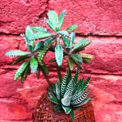 Kokedama Moss Ball Desert Pride Plant 7 Kokedama Moss Ball Desert Pride Plant -Plant Life Decor Shop IMG 0170