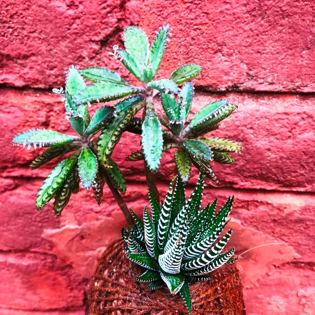 Kokedama Moss Ball Desert Pride Plant 4 Kokedama Moss Ball Desert Pride Plant - Image 4