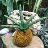 Kokedama Moss Ball Succulent Tiara Plant