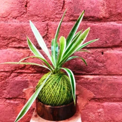 Kokedama Moss Ball Chlorophytum Comosum Plant -Plant Life Decor Shop IMG 0176