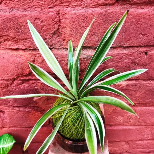 Kokedama Moss Ball Chlorophytum Comosum Plant