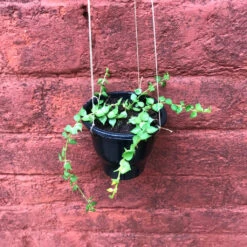 Dischidia Ruscifolia Million Hearts Plant -Plant Life Decor Shop IMG 0193