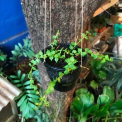 Dischidia Ruscifolia Million Hearts Plant -Plant Life Decor Shop IMG 0195