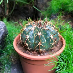 Melocactus Curvispinus Cactus Plant