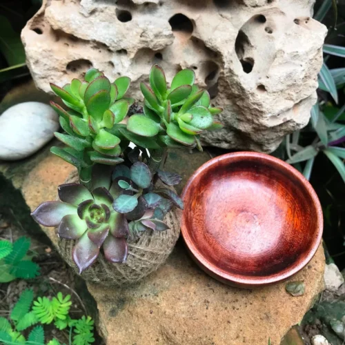 Kokedama Moss Ball Lucky Charm Plant -Plant Life Decor Shop IMG 0229 50095f18 079f 478e 906d 12c8cdf7a50a