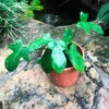 Philodendron Laciniatum Plant