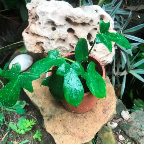 Philodendron Laciniatum Plant -Plant Life Decor Shop IMG 0273