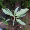 Aglaonema Silver Plant